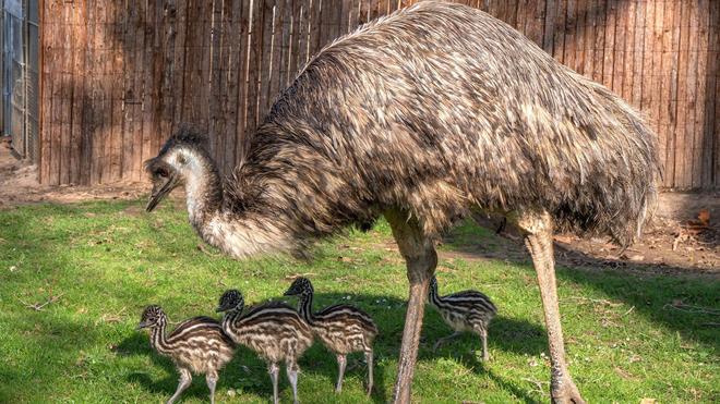 Tiere: Der Emu-Nachwuchs erkundet in der Stuttgarter Wilhelma unter den Argusaugen von Emu Strolch seine Anlage.