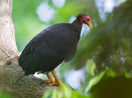 Die englische Bezeichnung des 34 Zentimeter großen Wildhuhns ist  „Melanesian Megapode“ oder „Melanesian Scrubfowl“.