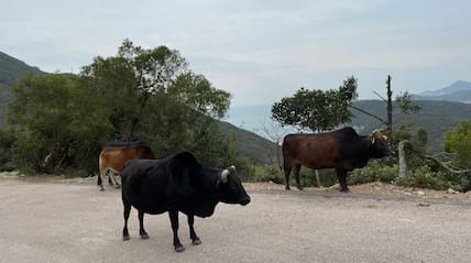 Einst dienten sie Bauern bei der Arbeit, dann wurden sie freigelassen: In vielen Bereichen der New Territories – wie hier im Sai Kung Geopark – leben heute Kühe wild.