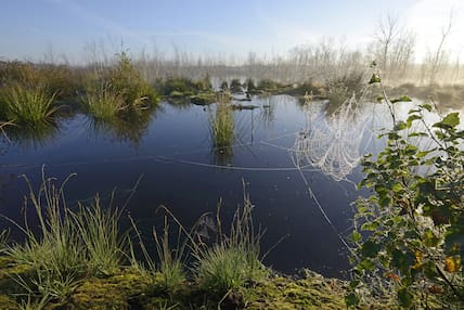 Morgennebel im Theikenmeer: Durch das Naturschutzgebiet im Emsland führen 15 Wanderwege.