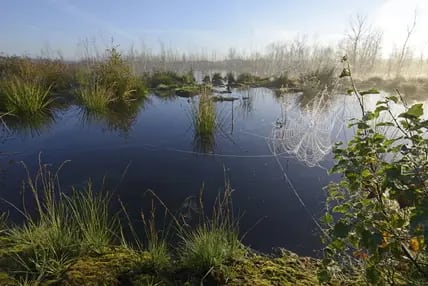 Morgennebel im Theikenmeer: Durch das Naturschutzgebiet im Emsland führen 15 Wanderwege.