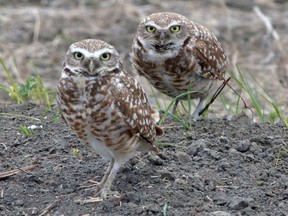 owls