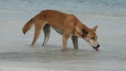 Ein Bild der Fraser Island Dingo Preservation Group zeigt einen Dingo beim Trinken am Süßwassersee McKenzie auf K'gari (Fraser Island) in Queensland, Australien. (Archiv)