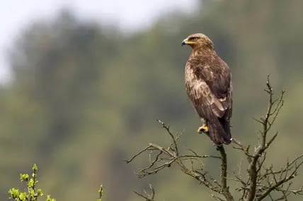 Ein Schreiadler sitzt auf einem toten Baum.