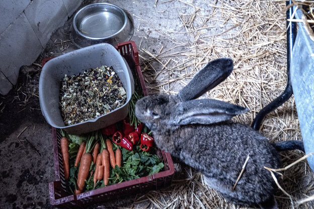 Ein Hase hockt vor zwei Schüsseln mit Futter. Er ist grau und hat sehr lange Löffel.