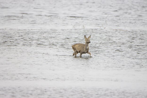 Ein Reh im Wasser laufend