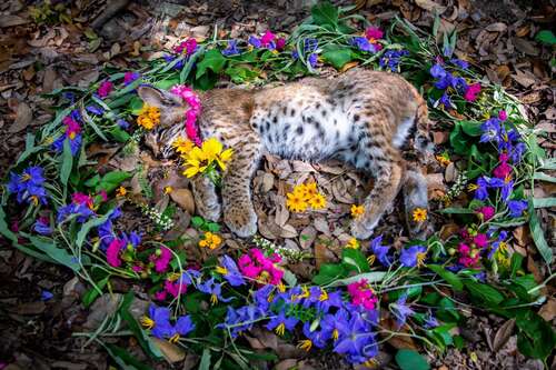 Animal Memorial. Photo: Amanda Stronza (with permission)