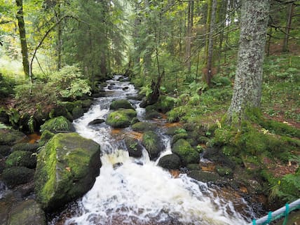 Auf dem Weg durch den Schwarzwald passieren Wanderinnen und Wanderer die Elz, ein rechtsseitiger Nebenfluss des Rheins.