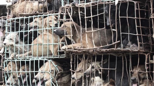 Hunde in Käfigen auf dem Weg zur Fleischverarbeitung.