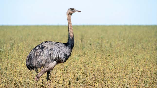 A rhea in Brazil.