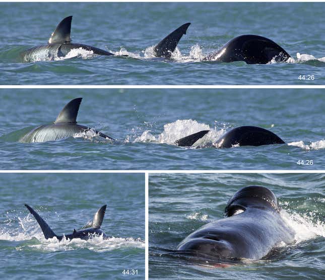 An orca taking down a great white shark.