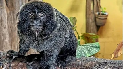 Springtamarin Hannibal ist neu im Stralsunder Zoo. Der Affe kommt ursprünglich aus dem Tierpark Thüle in Niedersachsen.