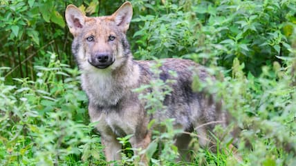 Ein junger Wolf steht in einem Gehege (Archiv).