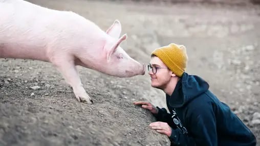 Symbolbild Mensch und Schwein Tier Hipster Brille Nutztier Haustier