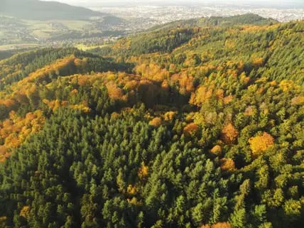 Ein weiter Blick über die dichten Wälder im Schwarzwald.