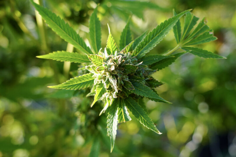 A cannabis flower is seen at East End Flower Farm, in Mattituck, New York, on November 16, 2023. 