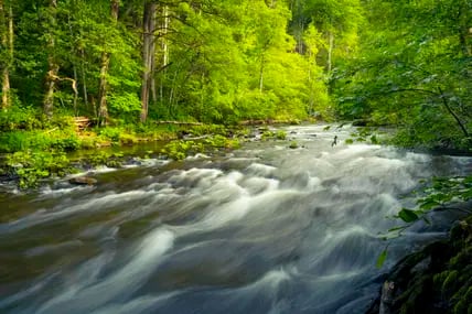 Blick auf den Fluss Wutach, Wald und die Wutachschlucht.