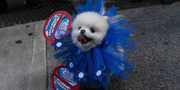 Ein Hündchen trägt eine Halskrause mit Davidsternen und Pappdeckel mit Werbung des Eismarke Ben und Jerrys