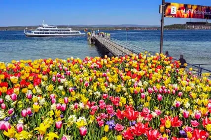 Tulpen, Narzissen und andere Frühlingsblumen auf einer Wiese am Bodenseeufer, an einem Steg hinaus ins hellblaue Wasser, wo ein Boot vor Anker liegt