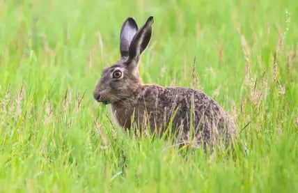 Ein Feldhase (Lepus europaeus) sitzt am frühen Morgen auf einer Wiese.