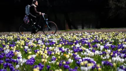 Krokusse und Narzissen blühen in den Bremer Wallanlagen.