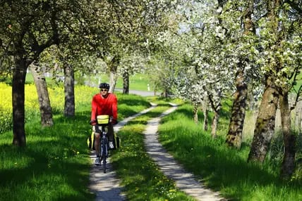 Feldweg, auf dem ein Mann mit roter Jacke radelt, zu beiden Seiten blühende Kirschbäume