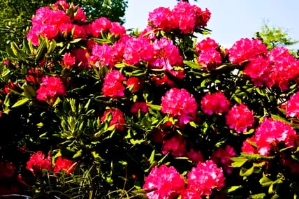 Pink blühender Rhododendronstrauch im Frühjahr im Ammerland