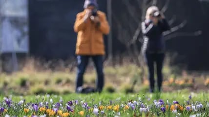 Die ersten Krokusse blühen auf einer Wiese.