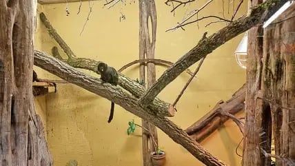 Das Gehege der Springtamarine im Stralsunder Zoo. Hier werden die neuen Affen Kali und Hannibal ihr Zuhause finden.