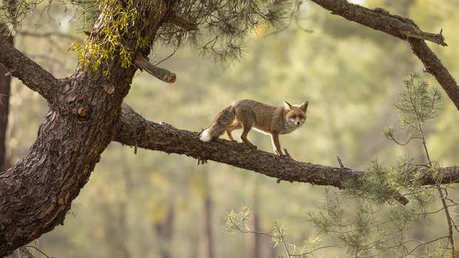 Image for article titled See the Captivating Winners of the British Wildlife Photography Awards Contest