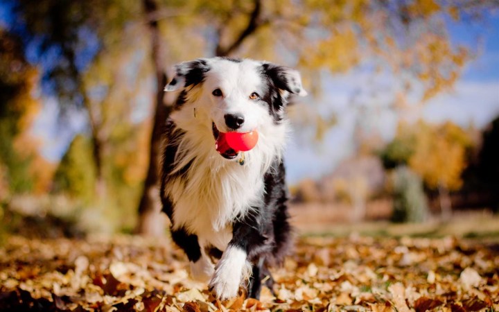 Microsoft's Animals in Autumn Theme for Windows.