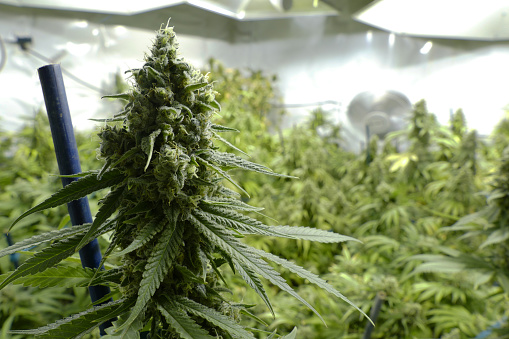 Big Marijuana Bud on Indoor Plant Under Lights