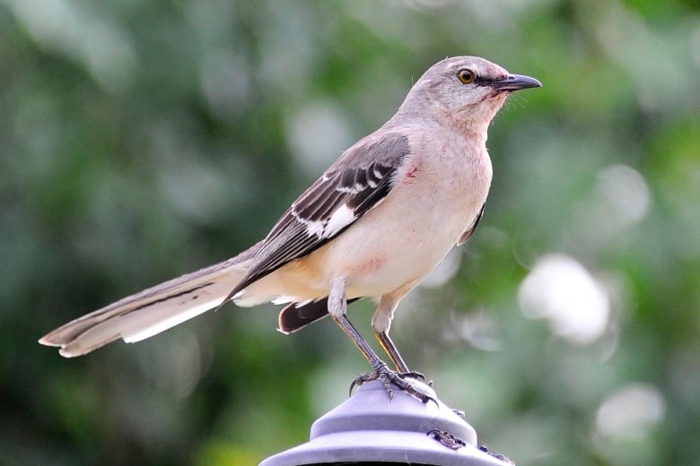 A bird that's mostly light coloured with some brown feathers