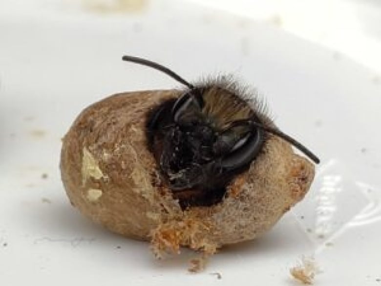 A small bee emerges from a brown cocoon.