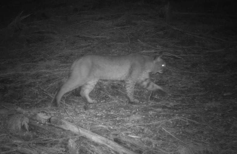 A bobcat walking a trail at night in Golden Ears Provincial Park, British Columbia, Canada.