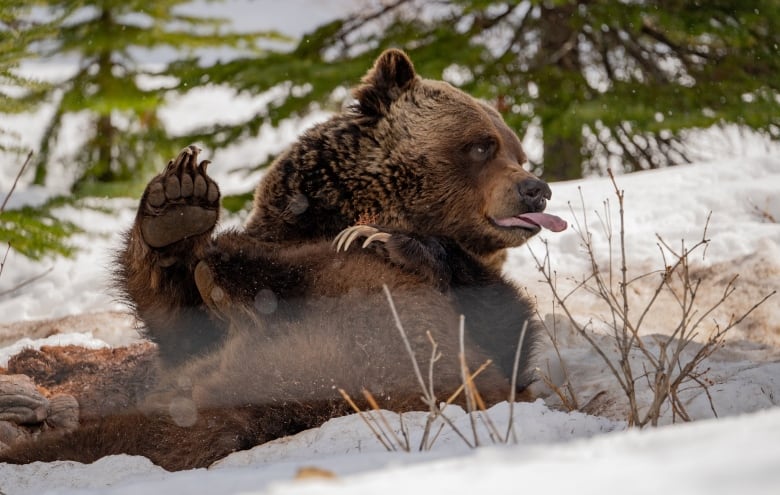 a large grizzly bear lays on his back and sticks his tongue out.