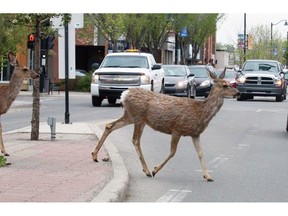 Okotoks Deer