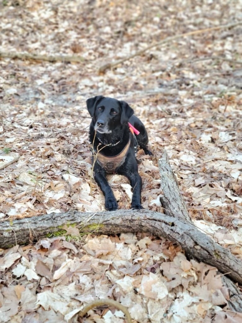 a dog lying in leaves