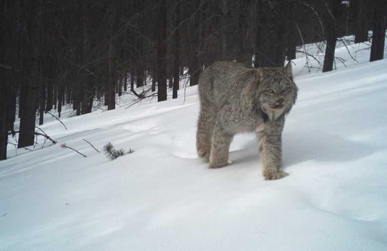 A camera trap photo of a lynx in Cathedral Provincial Park, British Columbia, Canada.