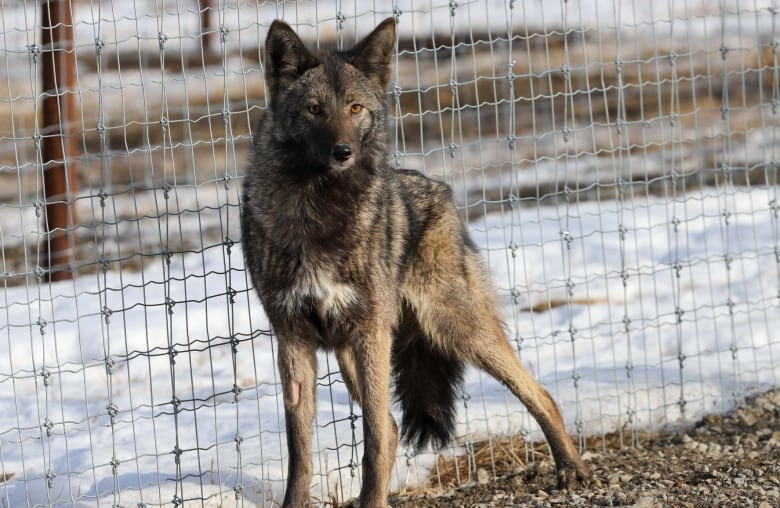 A dark brown coyote-dog cross stands near a fence.