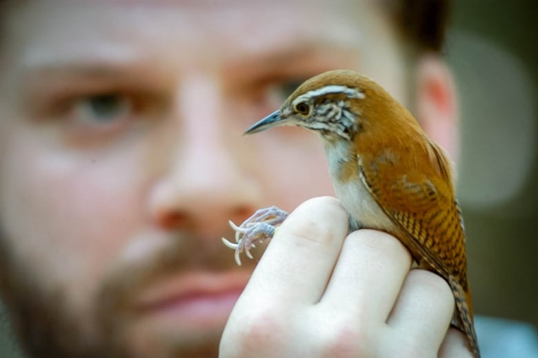 University of Windsor professor Dan Mennill examines a rufous-and-white wren. The bird has been the focus of a 15-year study on how their lifespan is influenced by climate.