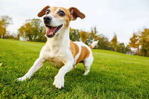 Adorable Dog Bops to the Beat