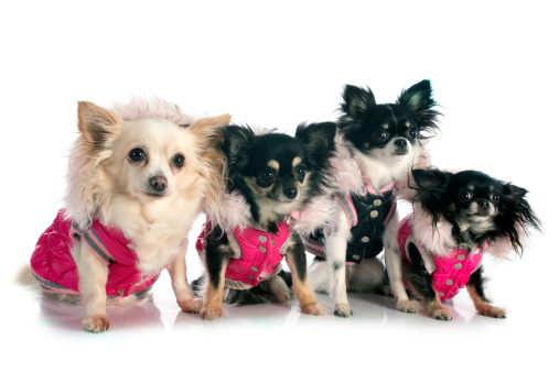 dressed chihuahuas