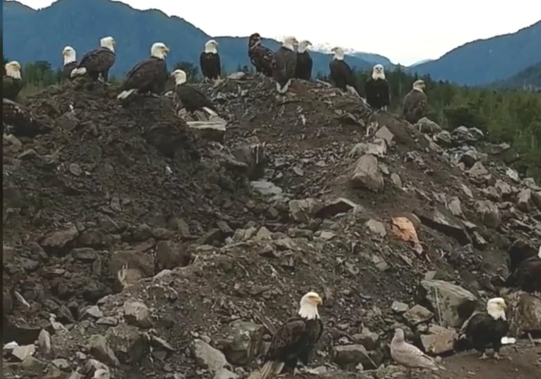 Eagles and gulls at a dump