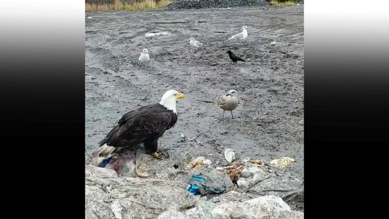 An eagle and gulls at a dump.