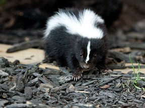 baby skunk