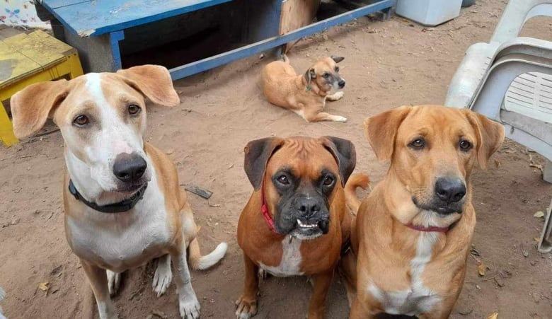 Four dogs look at the camera. All different breeds. Mexican street dogs. 