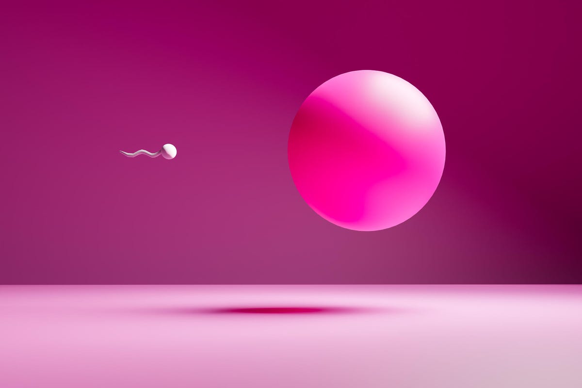 An illustration of a sperm swimming to a bright pink egg