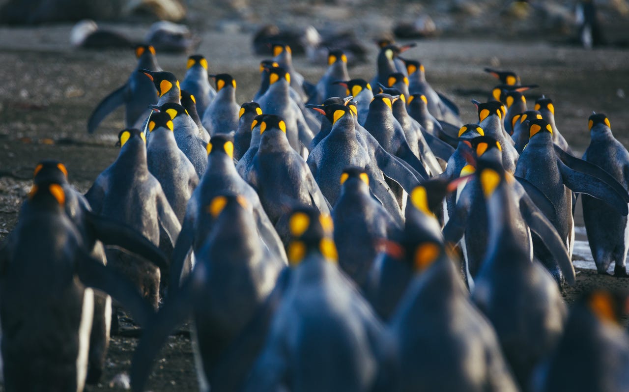 many penguins walking away