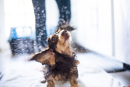 Giving Longhaired Dachshunds a Bath